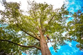  Sunland Park, NM Tree Care Pros