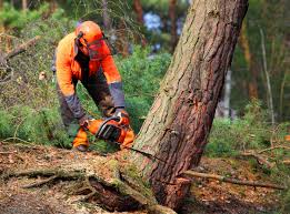 Trusted Sunland Park, NM Tree Care Experts