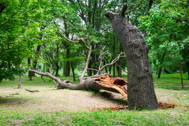 How Our Tree Care Process Works  in  Sunland Park, NM