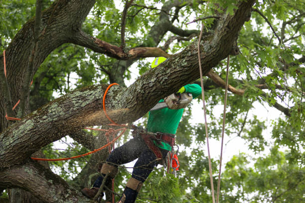 Best Tree Trimming and Pruning  in Sunland Park, NM