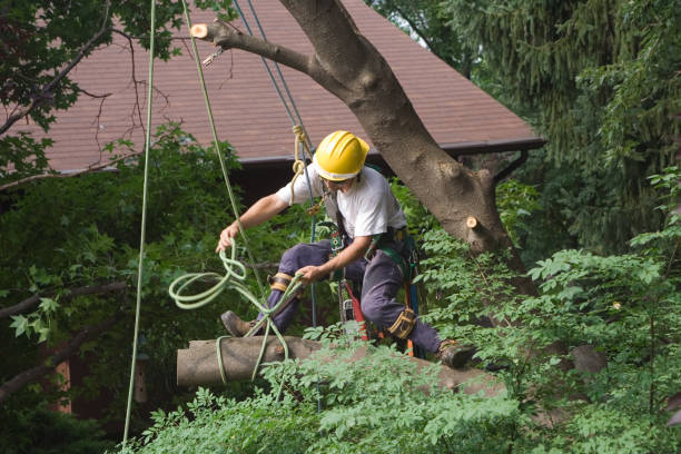 Best Tree Disease Treatment  in Sunland Park, NM