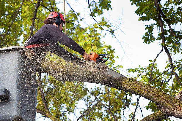 Best Fruit Tree Pruning  in Sunland Park, NM