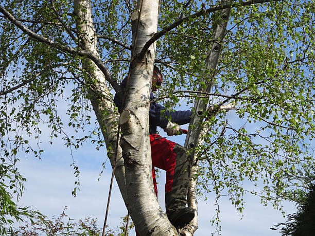 Best Leaf Removal  in Sunland Park, NM